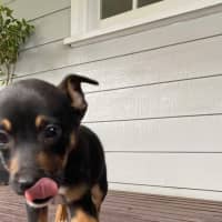 Photo of Chai   8 Week Old Kelpie X (On Trial)