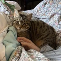 Photo of Batman   Bonded With Enchantress