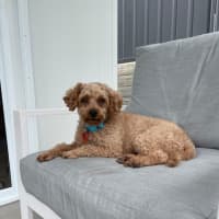 Photo of Lovely Murphy 