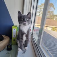 Photo of Louie