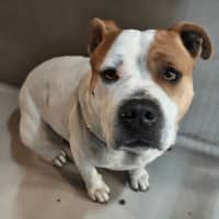 Photo of Odie