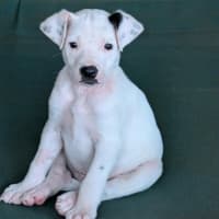 Photo of Coco