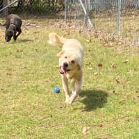 Photo of Buddy