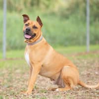 Photo of Scrappy Doo