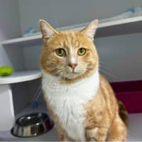 Photo of Acorn