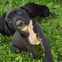 Photo of Binky   7 Week Old Bull Arab X Mastiff 