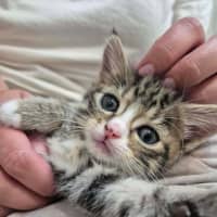 Photo of Camp Chair (Cc)