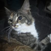 Photo of Callie