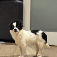 Photo of Pookie
