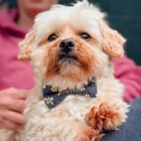 Photo of Peanut Butter