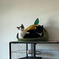 Photo of Soybean