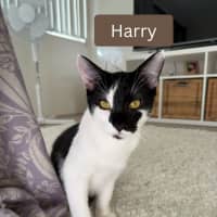 Photo of Buster & Harry
