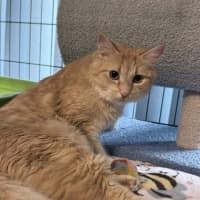 Photo of Kaiya *9 Lives Project Rescue*