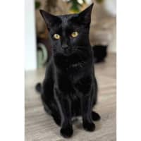 Photo of 11838   Indigo