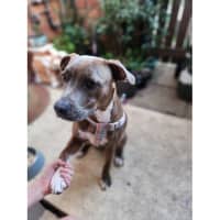 Photo of Tornado *$250 Adoption Fee*