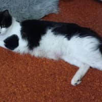 Photo of Biscuit
