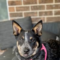 Photo of Jess (Blue)