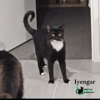 Photo of Iyengar