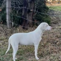 Photo of Ghost