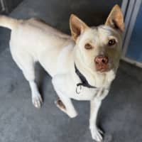 Photo of Marshmallow