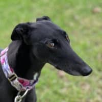 Photo of Tinker Bell