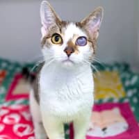 Photo of Squeak Junior
