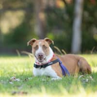 Photo of Buddy