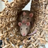 Photo of Sprig / Clover