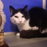 Photo of Oreo