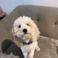 Photo of Chasey Boy 