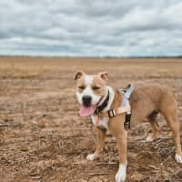 Photo of Tilly
