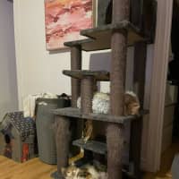 Photo of Tilly   In Foster In Bentleigh East