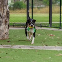 Photo of Patches