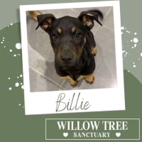 Photo of Billie