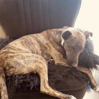 Photo of Jax