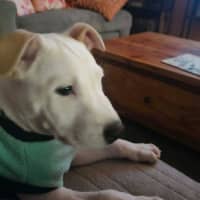 Photo of Gunner