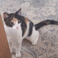 Photo of Lily *9 Lives Project Rescue*