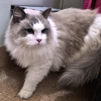 Photo of Milo
