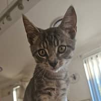Photo of Kimchee