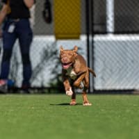 Photo of Henry Imp 02