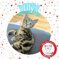 Photo of Lily *9 Lives Project Rescue*