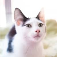 Photo of Souffle