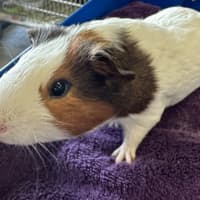 Photo of Gomez (Bonded With Batty And Dexter)