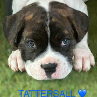 Photo of Indu Litter