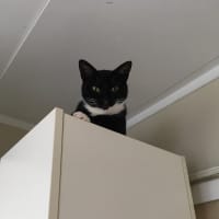 Photo of Piper