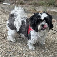 Photo of Tikki