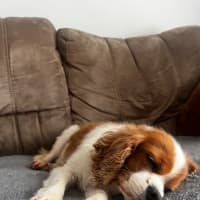 Photo of Millie
