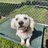 Photo of April (In Foster Care) (In Hold)