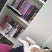 Photo of Gizmo