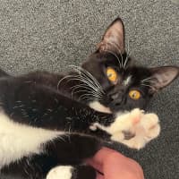 Photo of Luna 